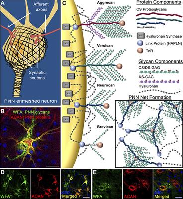 The “Loss” of Perineuronal Nets in Alzheimer's Disease: Missing or Hiding in Plain Sight?